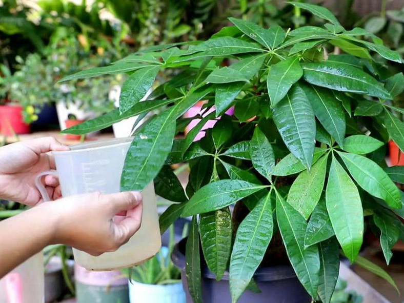 植物養(yǎng)護
